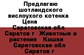 Предлагаю шотландского вислоухого котенка › Цена ­ 3 500 - Саратовская обл., Саратов г. Животные и растения » Кошки   . Саратовская обл.,Саратов г.